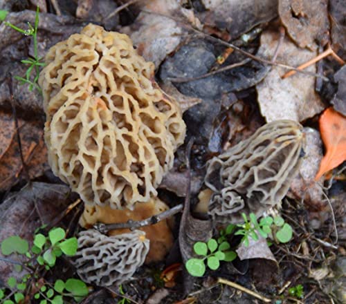 Morel Mushroom in India that Poisoned a Boy