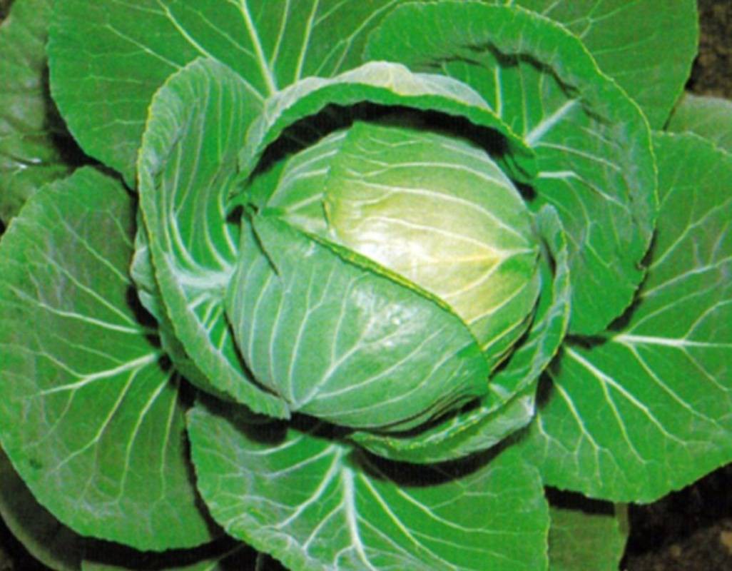 Organic Green Cabbage Causes Stomach Cramps